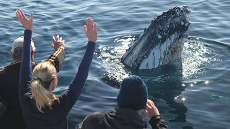 People watching a whale in Eden NSW