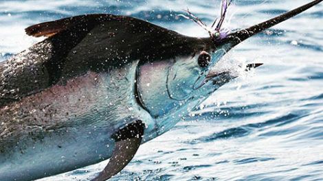 A marlin leaping from the water in Eden NSW