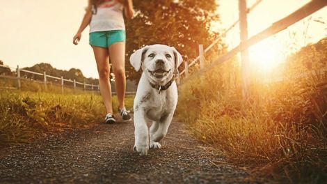 Girl walking her dog at Eden Gateway Holiday Park